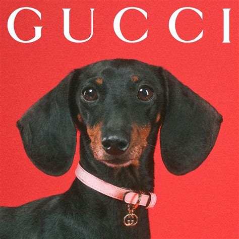 gucci dog slides